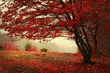 Beautiful forest during a foggy autumn day  Las Fototapeta