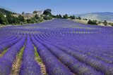 Endless rows in lavender field (Provence,France)  Prowansja Fototapeta
