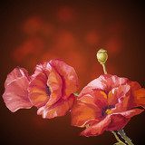 Card with poppies flowers on dark background.  Fototapety Maki Fototapeta