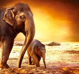 Elephant Mother and Baby outdoors  Orientalne Fototapeta