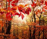 Herbst: Mystischer Wald  Las Fototapeta