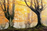magic forest in autumn  Las Fototapeta
