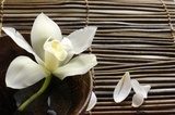 Orchidea na bambusowej macie Fototapety do Salonu Fototapeta