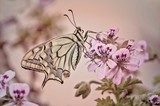 farfalla  Motyle Fototapeta