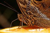 Macro photograph of a butterfly  Motyle Fototapeta