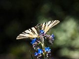 Butterfly on a flower  Motyle Fototapeta