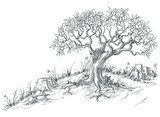 Olive tree graphic  Drawn Sketch Fototapeta