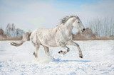 Grey horse running in winter  Plakaty do Salonu Plakat