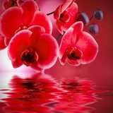 orquÃ­deas rojas con fondo y agua  Plakaty do Sypialni Plakat
