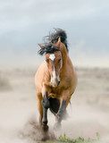 bay stallion in dust  Plakaty do Sypialni Plakat