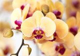 Orchidea z żółcieniami na TY Fototapety do Sypialni Fototapeta