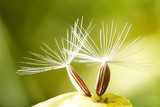 dandelion flower  Dmuchawce Fototapeta