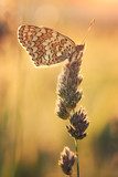 Butterfly  Motyle Fototapeta