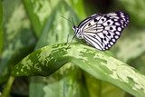 Butterfly  Motyle Fototapeta