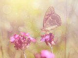 Dreamy photo of a butterfly on flower  Motyle Fototapeta