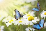 prato fiorito con farfalle blu  Motyle Fototapeta