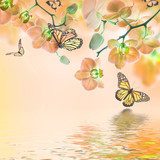 Floral background of tropical orchids and  butterfly  Motyle Fototapeta