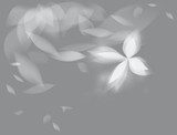 Shining butterfly / Black-and-white floral background  Motyle Fototapeta