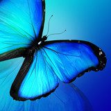 Blue butterfly on blue background  Motyle Fototapeta