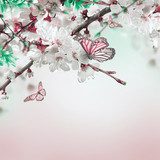 Apricot flowers in spring, floral background  Motyle Fototapeta
