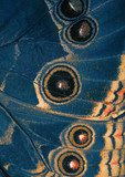 butterfly blue wing bottom side  Motyle Fototapeta