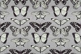 Butterfly pattern background  Motyle Fototapeta