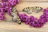 Beautiful butterflies and lilac flowers, on wooden background  Motyle Fototapeta