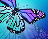 Lekki niebieski motyl Motyle Fototapeta