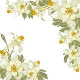 Frame with white blooming flowers  Rysunki kwiatów Fototapeta