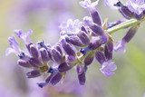 fresh lavender flower close up  Prowansja Fototapeta