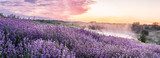 Lavender field  Prowansja Fototapeta
