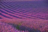 Lavendelfeld - lavender field 04  Prowansja Fototapeta