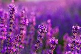Lavender field in Tihany, Hungary  Prowansja Fototapeta