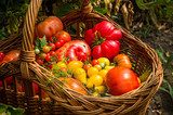 different types of tomatoes  Plakaty do kuchni Plakat