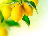 Lemon. Ripe Lemons Hanging on a Lemon tree. Growing Lemon  Plakaty do kuchni Plakat
