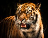 Beautiful tiger against dark background  Plakaty do Salonu Plakat