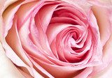 pink rose  Plakaty do Salonu Plakat