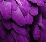 Purple Feathers  Plakaty do Salonu Plakat