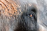 Close-up shot of Asian elephant eye  Plakaty do Salonu Plakat