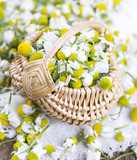 chamomile flowers in basket on wooden surface  Plakaty do Salonu Plakat
