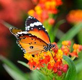Butterfly on orange flower in the garden  Plakaty do Salonu Plakat