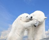 Young cute polar bear playing with his mother  Plakaty do Salonu Plakat