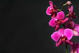 pink orchid on black  Plakaty do Salonu Plakat