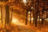 Wanderweg in goldener Herbstsonne und Nebel  Plakaty do Salonu Plakat