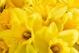 Close up bunch of yellow daffodils  Plakaty do Salonu Plakat