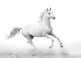 white stallion  Plakaty do Salonu Plakat