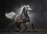 Gray arabian horse gallops on dark background  Plakaty do Sypialni Plakat