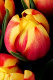 Orange and red Tulips  Plakaty do Sypialni Plakat