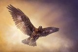 Eagle flying  Plakaty do Sypialni Plakat