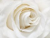 white rose  Plakaty do Sypialni Plakat